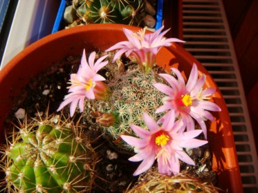 Mammillaria pseudoalamensis (2) [320x200].JPG