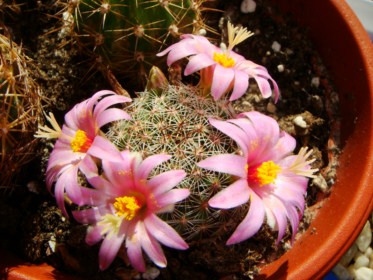 Mammillaria pseudoalamensis [320x200].JPG