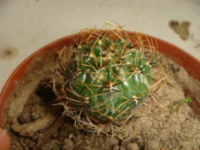 Matucana aureiflora [320x200].JPG