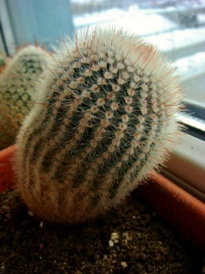 Notocactus  scopa [320x200].JPG