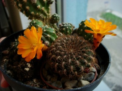 Sulcorebutia arenacea (2) [320x200].JPG