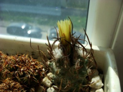 Turbinicarpus flaviflorus TCG13001 [320x200].JPG