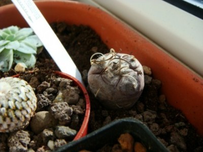 Turbinicarpus Polaski TCG 19901 [320x200].JPG