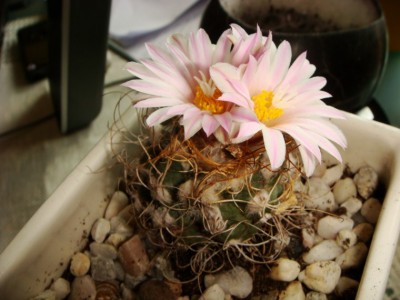 Turbinicarpus pseudomacrochele (2) [320x200].JPG