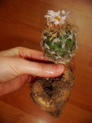 Turbinicarpus pseudomacrochele (3) [320x200].JPG