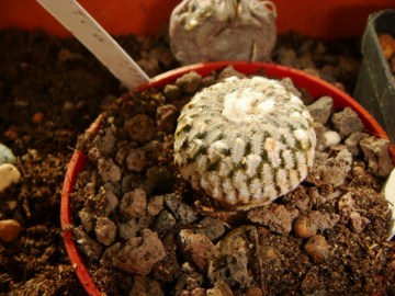 Turbinicarpus pseudopectinatus ssp. Jarmilae [320x200].JPG