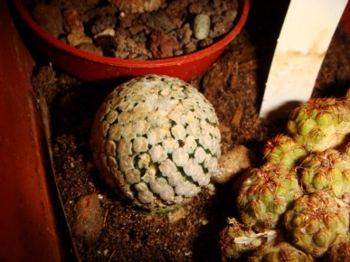 Turbinicarpus valdezianus v. Albiflorus [320x200].JPG