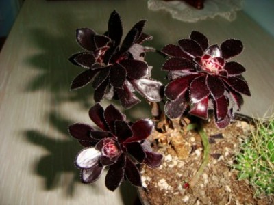 Aeonium arboreum 02 [320x200].JPG