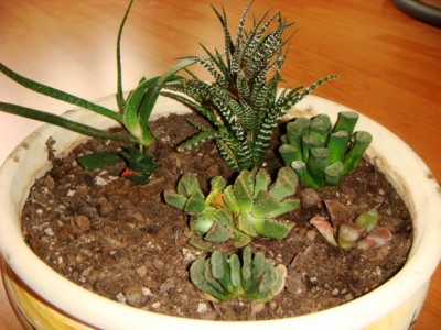 Havortiju pods [1600x1200].JPG