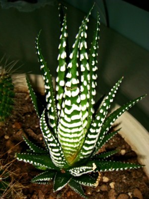 Haworthia fasciata Big Band 02 [320x200].JPG