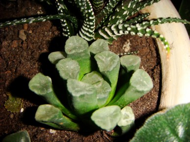 Haworthia maughanii (2) [320x200].JPG