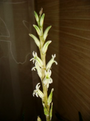 Haworthia maughanii (3) [320x200].JPG