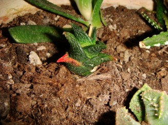 Haworthia nigra [320x200].JPG