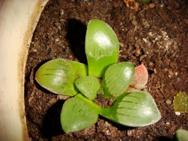 Haworthia springbokvlakensis [320x200].JPG