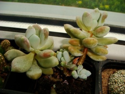 Pachyphytum (3) [320x200].JPG