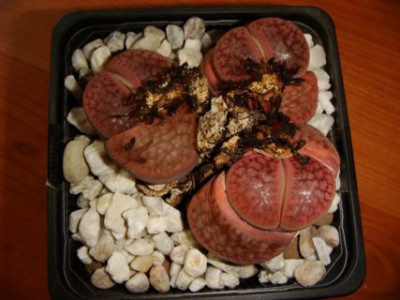 Lithops hookeri v. subfenestrata bruneoviolacea C19 [320x200].JPG