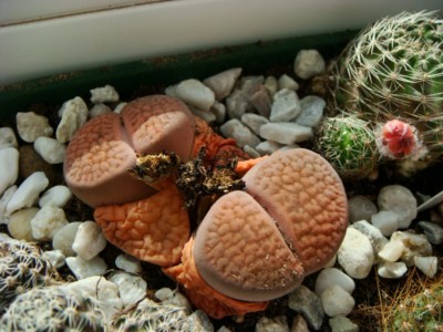 Lithops Hookeri C118 [320x200].JPG
