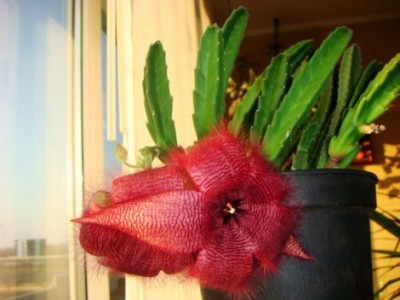 Stapelia grandiflora (2) [320x200].JPG