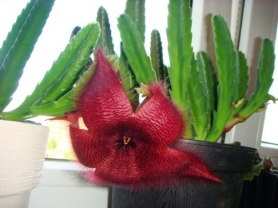 Stapelia grandiflora [320x200].JPG