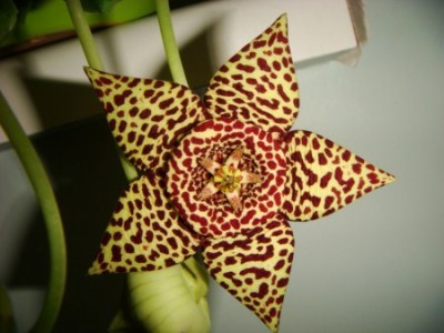 Stapelia mutabilis (2) [320x200].JPG