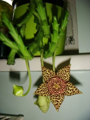 Stapelia mutabilis [320x200].JPG