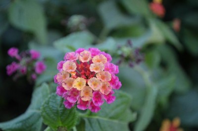 Lantana1.JPG