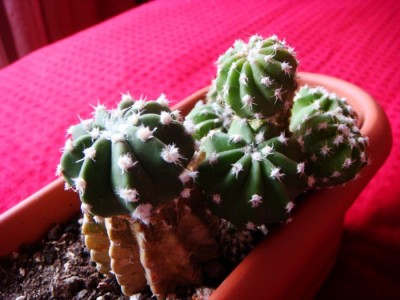 DSC01132 [1600x1200].JPG