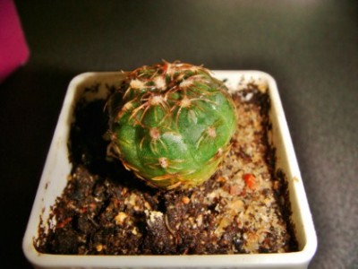 Gymnocalycium morroense LB326 [320x200].JPG
