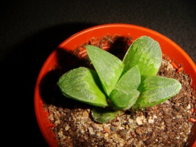 Haworthia pygmaea [320x200].JPG