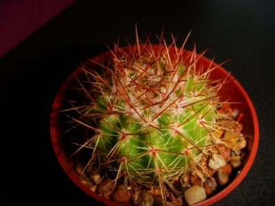 Parodia Roseolutea [320x200].JPG