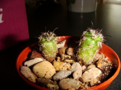 Parodia Subterranea [320x200].JPG