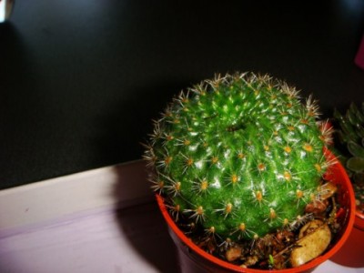 Rebutia minuscula [320x200].JPG