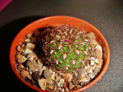 Sulcorebutia mentosa [320x200].JPG