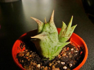 Caralluma hesperidum [320x200].JPG