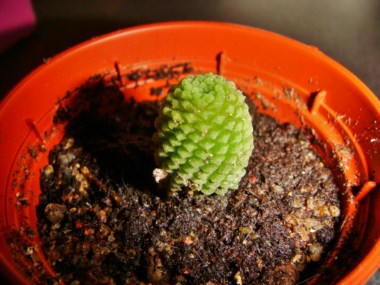 Monanthes polyphylla [320x200].JPG