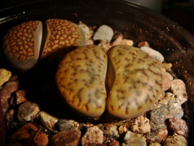 Lithops bromfeldii v.glaudinae C116 [320x200].JPG