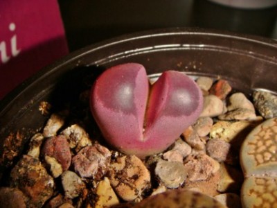 Lithops optica  Rubra C81A [320x200].JPG