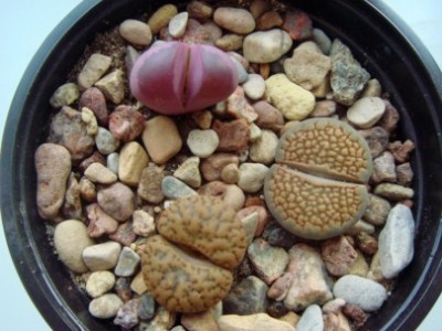 DSC00618 [320x200].JPG