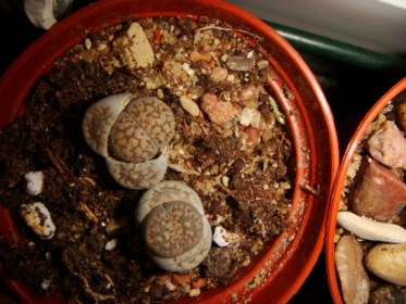 Lithops Salicola [320x200].JPG