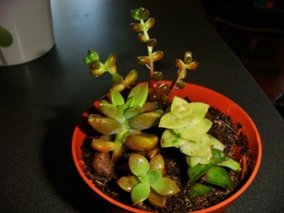 DSC02052 [320x200].JPG