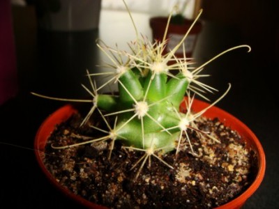 Mammillaria poselgeri [320x200].JPG