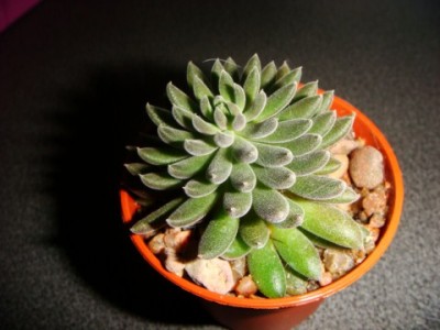 SINOCRASSULA [320x200].JPG