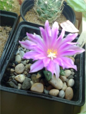 Ariocarpus 1.jpg