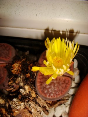 Lithops hookeri v. subfenestrata bruneoviolacea C19 [320x200].JPG