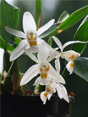 Coelogyne nitida.jpg