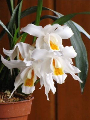 Coelogyne Linda Buckley.jpg