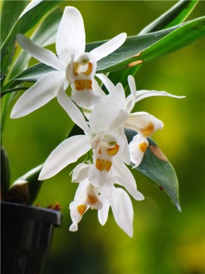 Coelogyne nitida2.jpg