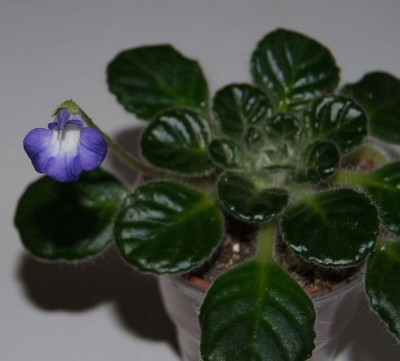 1petrocosmea sp 5.jpg