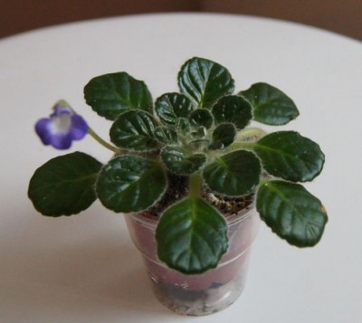 1petrocosmea species 5.jpg