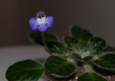 2petrocosmea species 5.jpg